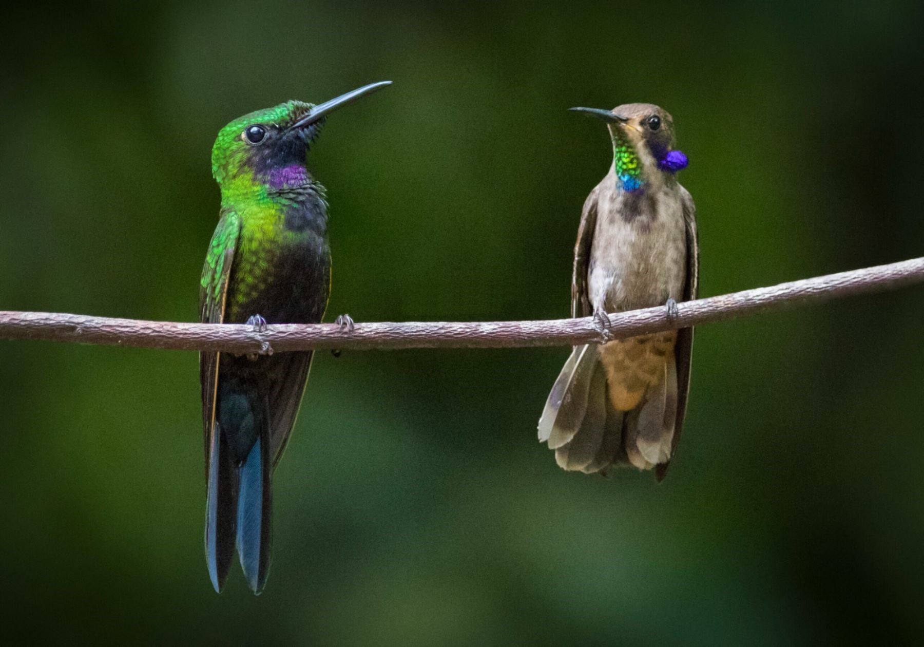 Bird diversity