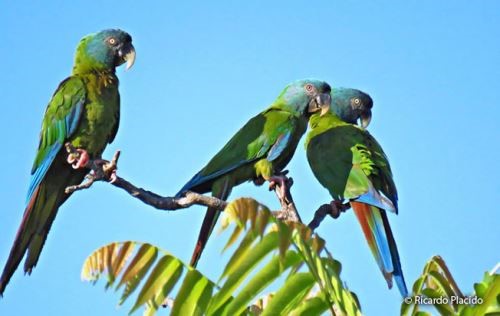 Bird diversity