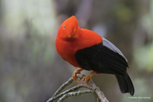 Bird diversity