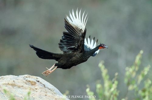 Bird diversity