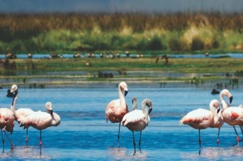 Bird diversity