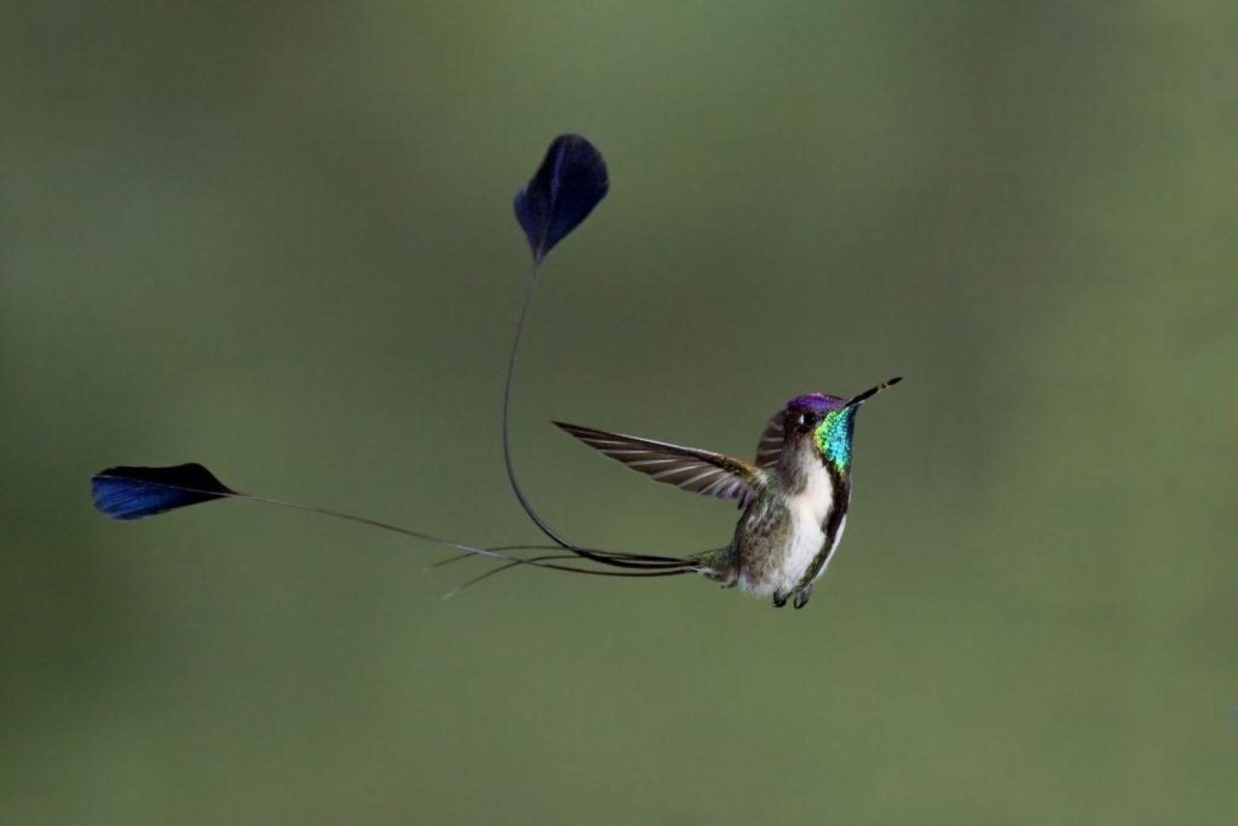Bird diversity