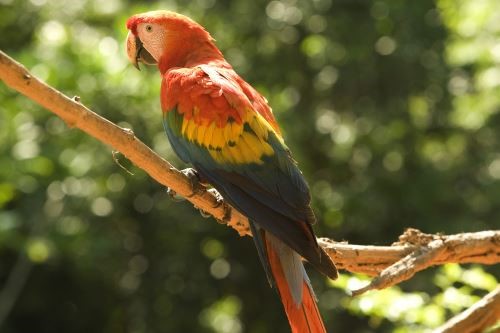 Bird diversity
