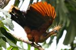 Hoatzin in Muyuna