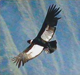 C�ndor sobre el Valle del Colca