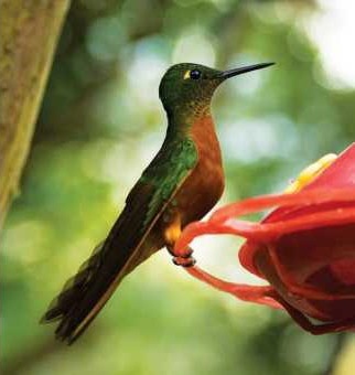 Birdwatching Machu Picchu