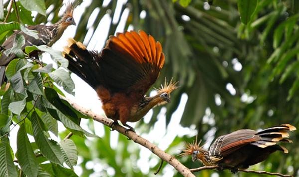 Muyuna Lodge, Hoatzin