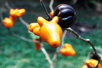 Ethnobotanical garden en ExplorNapo Lodge
