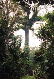 Canopy walkway en ExplorNapo Lodge