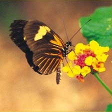 Inotawa: Schmetterling