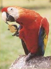 Explorers Inn: Ara, Guacamayo