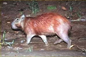 Explorers Inn: Wasserschwein (Ronsoco)