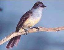 Birdwatching en Explorers Inn