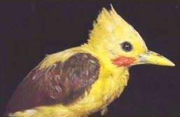 Birdwatching in Explorers Inn