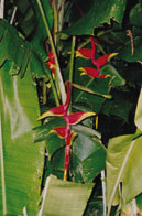 Explorers Inn: Helikonie