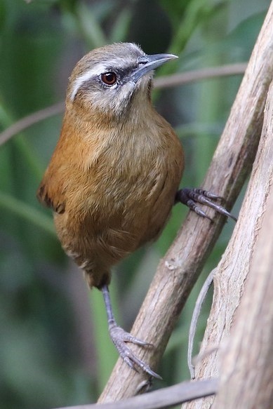 Mantarozaunk�nig, Mantaro Wren, Pheugopedius nov. spec.