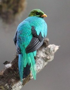 Goldkopftrogon
