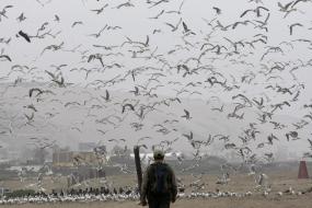Aves migratorias en los Pantanos de Villa