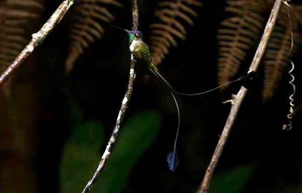 Colibrí cola de espátula, Lodiggesia mirabilis