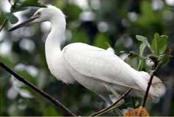 Observación de aves