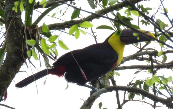 Tucán de Mandibula Negra o Tucán de Pico Negro