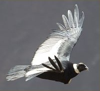 Condor