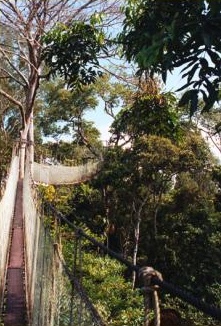 Canopy walkway