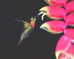 Explorers Inn: Colibri 