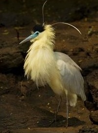 Garza capirotada