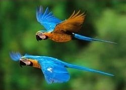 Guacamayo azuliamarillo