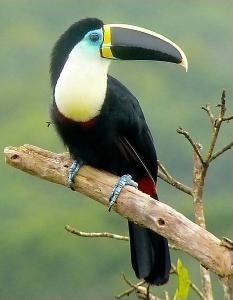 Tucan